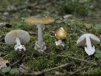 Grauhäutiger Scheidenstreifling1